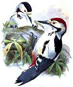 Sind Woodpecker