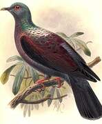 Eastern Bronze-naped Pigeon
