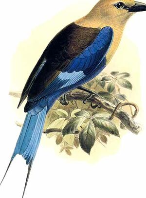 Blue-bellied Roller