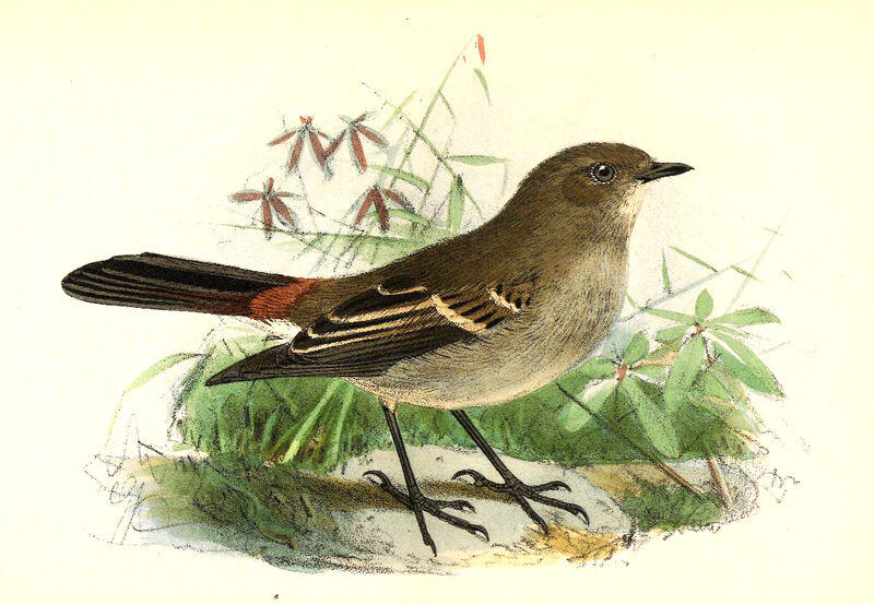 Blue-capped Redstart
