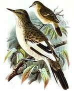 Pitcairn Reed Warbler