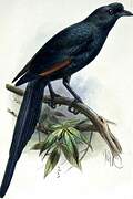 Bristle-crowned Starling