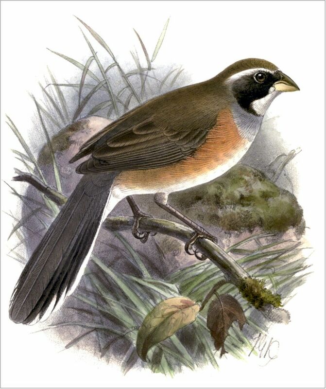 Many-colored Chaco Finch