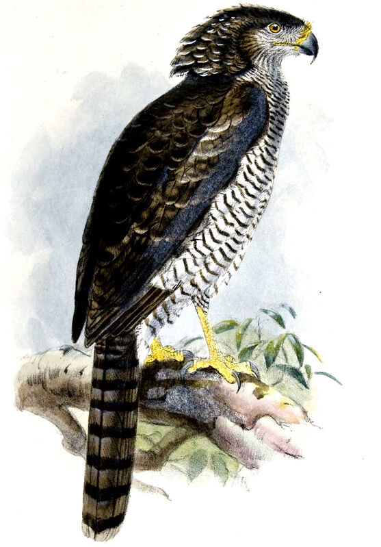 Madagascan Serpent Eagle