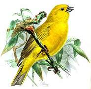 Puna Yellow Finch