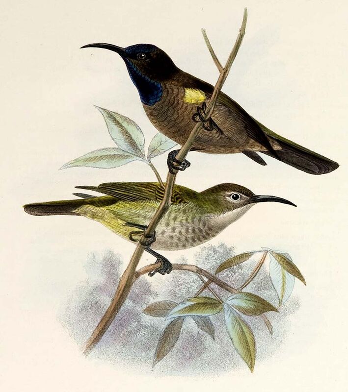 Blue-throated Brown Sunbird