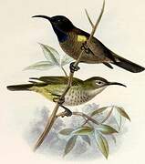 Blue-throated Brown Sunbird
