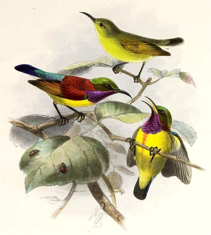 Purple-throated Sunbird
