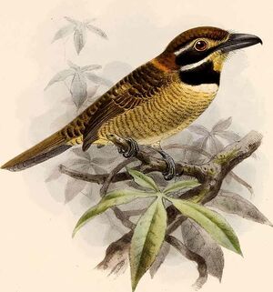 Chestnut-capped Puffbird