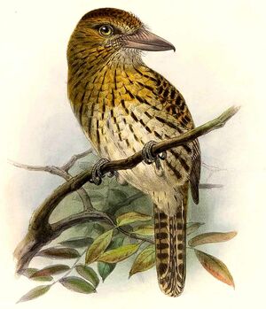 Striolated Puffbird