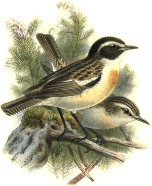 Canary Islands Stonechat