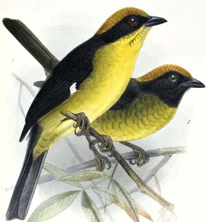 Bolivian Brush Finch