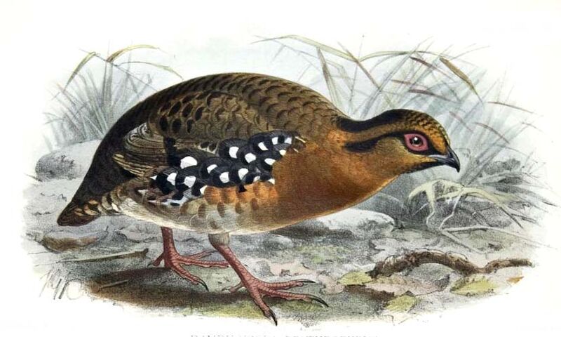 Red-breasted Partridge