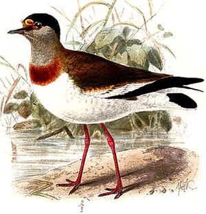 Brown-chested Lapwing