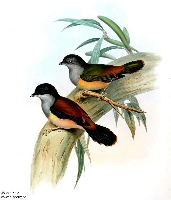 Black-headed Shrike-babbler