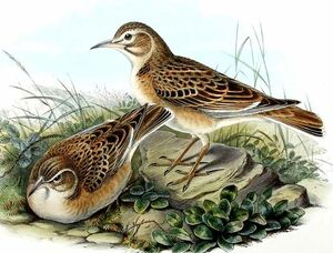 Tibetan Lark