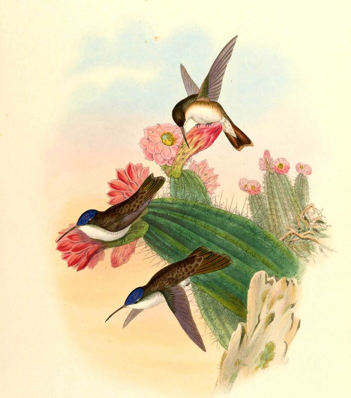 Violet-crowned Hummingbird