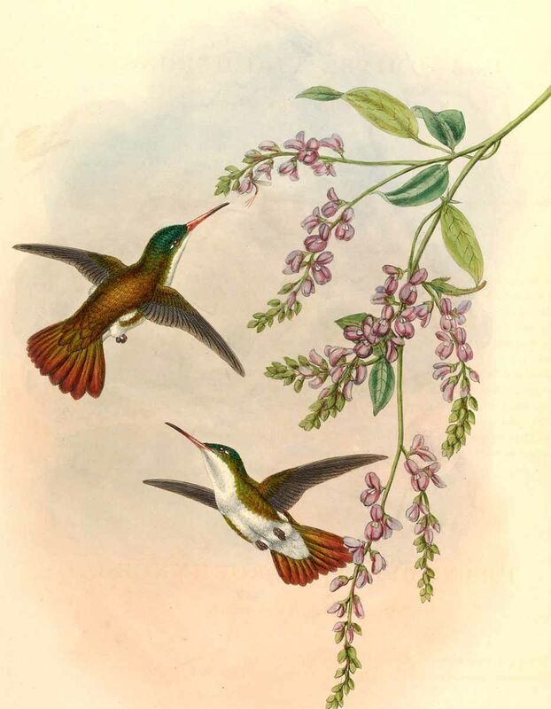 Green-fronted Hummingbird