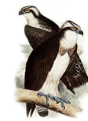 Western Osprey