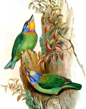 Taiwan Barbet