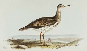 Upland Sandpiper