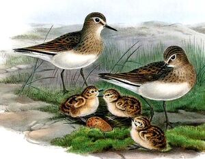 Temminck's Stint