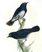 White-bellied Blue Robin
