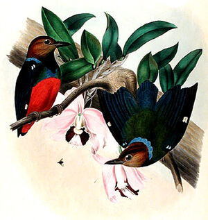 Red-bellied Pitta