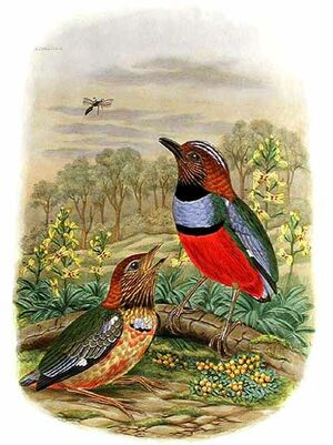 Red-bellied Pitta