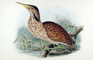 American Bittern