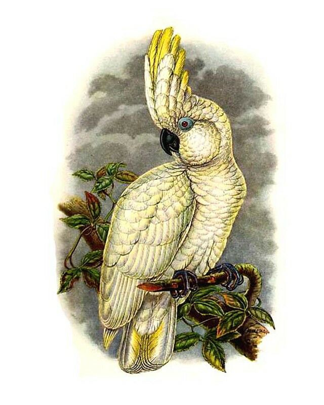 Blue-eyed Cockatoo, identification