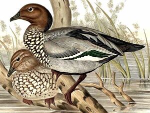 Maned Duck