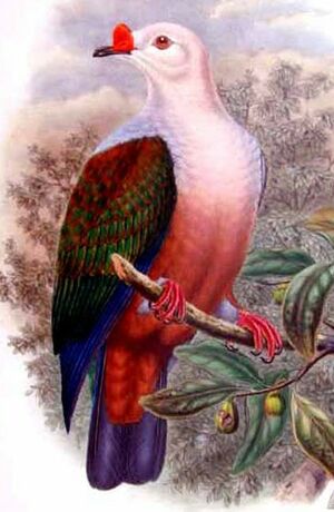 Carpophage � cire rouge