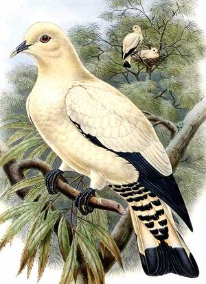 Yellowish Imperial Pigeon