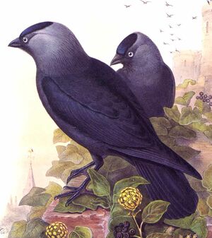 Western Jackdaw