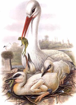 Cigogne blanche
