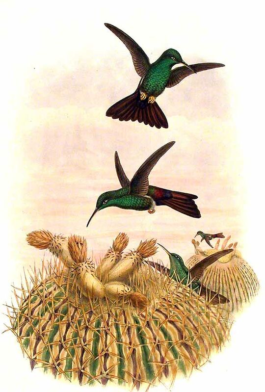Bronze-tailed Plumeleteer