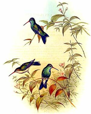 Colibri circé