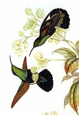 Colibri falle-vert