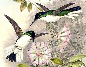 Colibri féérique