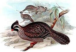 Long-tailed Wood Partridge