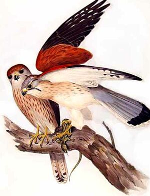 Nankeen Kestrel