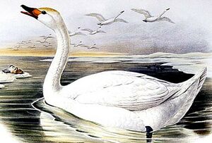 Cygne de Bewick