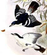 White-browed Triller