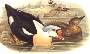 King Eider