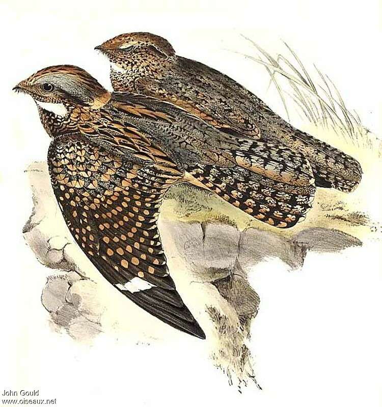 Spotted Nightjar