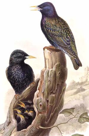 Common Starling