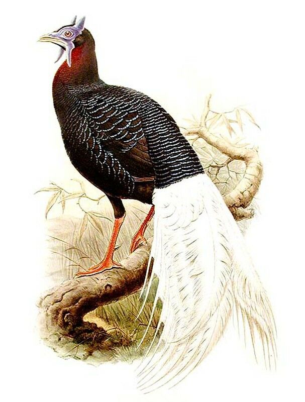 Bulwer's Pheasant