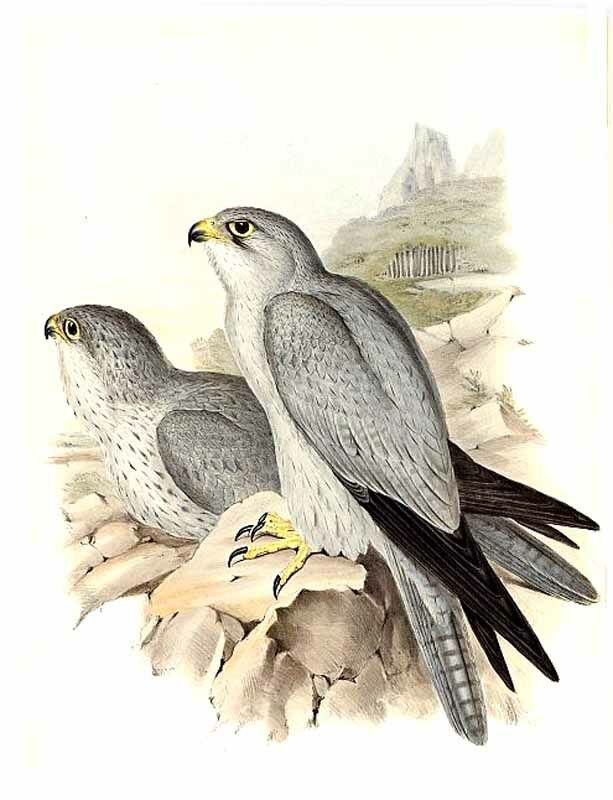 Faucon gris