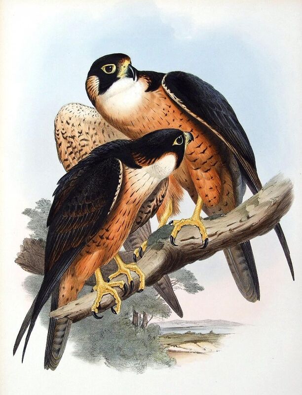 Peregrine Falcon (peregrinator)